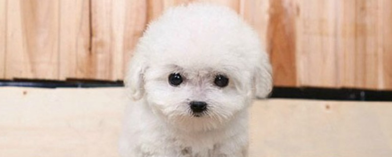 茶杯犬能吃什么不能吃什么