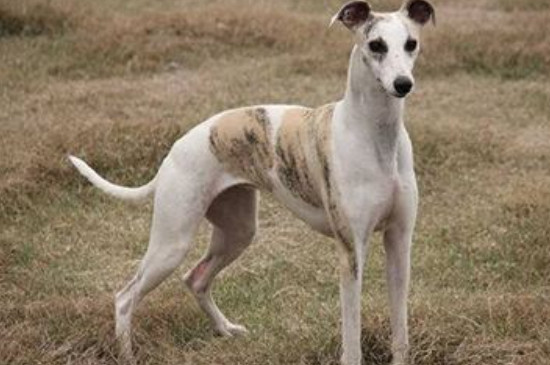 惠比特犬怎么训练叼东西