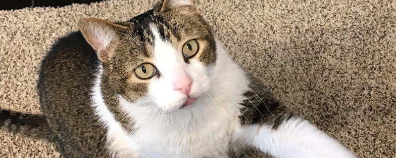 猫咪年龄怎么看
