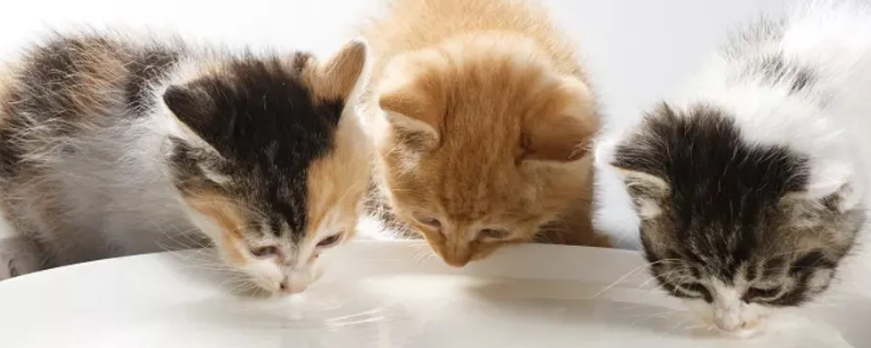 小猫出生多久可以吃猫粮