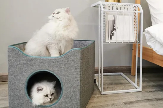猫喜欢硬的窝还是软的
