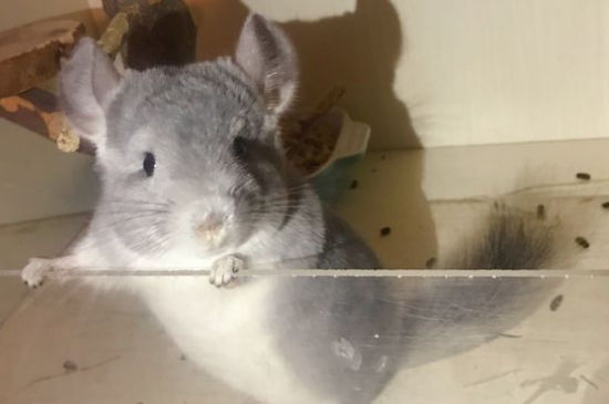 龙猫死了怎么处理好，龙猫死后处理的方法