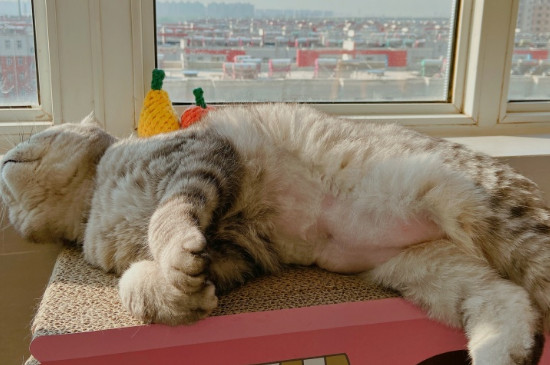 猫咪尿闭的症状