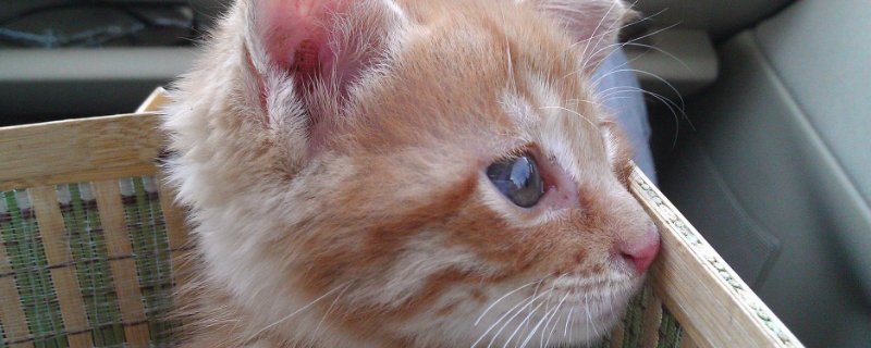 猫有大姨妈嘛