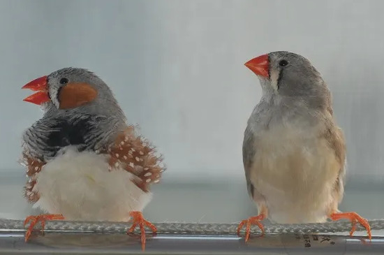 珍珠鸟多久认主人