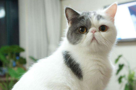 猫便秘怎么办，给猫咪吃什么解决便秘