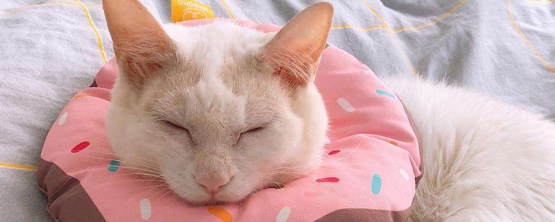 如何判断猫藓快好了