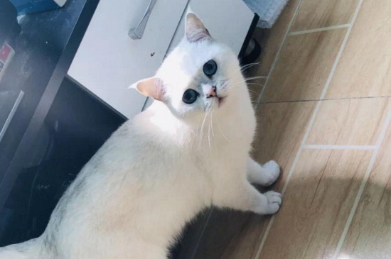 猫传腹症状