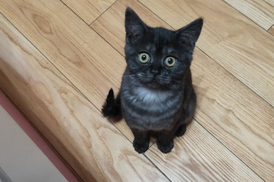 什么属相不能养猫