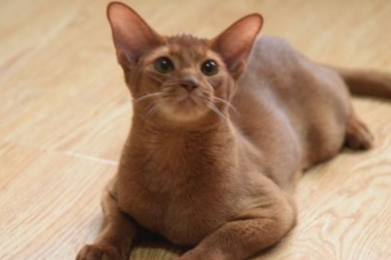 阿比西尼亚猫多少钱一只，纯种幼崽的价格在6000元左右
