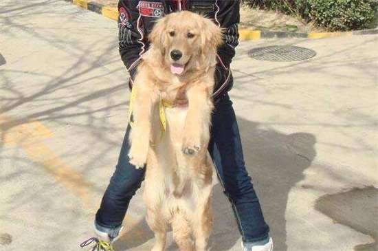 狗狗髌骨脱位症状