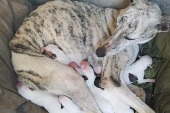 幼年灵缇犬多少钱一只，纯种灵缇犬幼崽什么价格