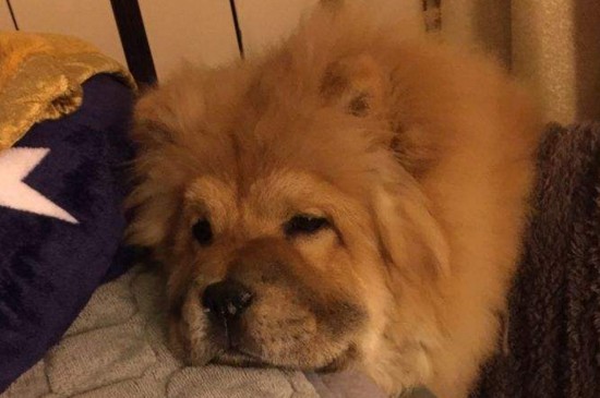 狗狗得犬瘟的症状，狗患犬瘟3种时期的症状和治疗方法