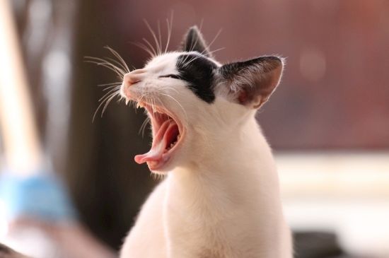 猫一天喝多少ml水
