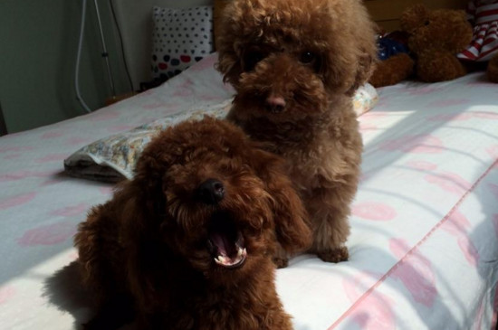 狗狗双排牙怎么办