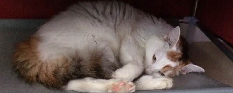 猫咪尿闭在家怎么处理
