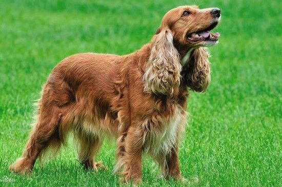 英国可卡犬的优缺点