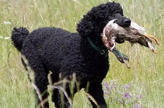 贵宾犬为什么叫水猎犬