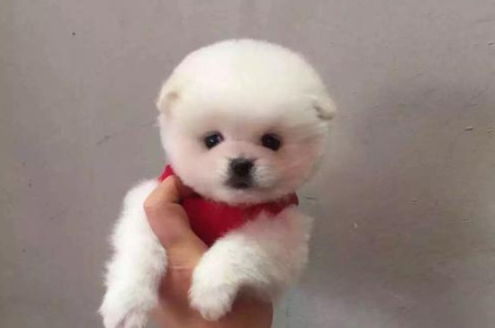 茶杯犬为什么那么小?