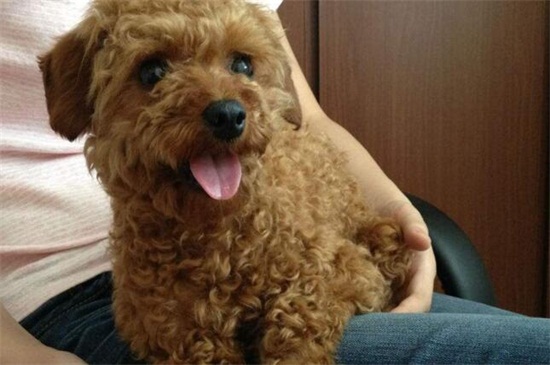 怎么给泰迪剪毛，手把手教你打造最美泰迪犬