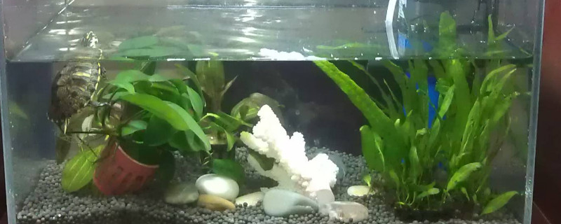 水妖精怎么用