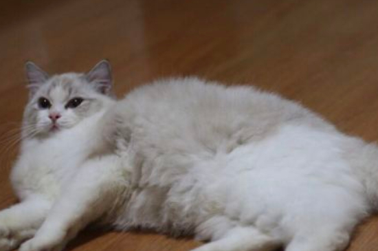 猫咪应激反应症状