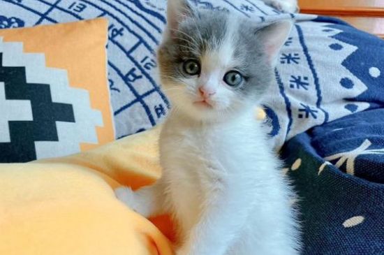 猫眼睛睁不开流眼泪怎么回事