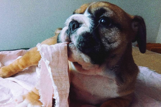 英国斗牛犬适合家养吗