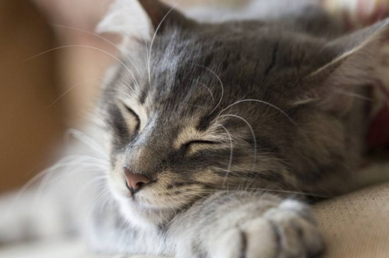 养猫对人的巨大危害，养猫的四大坏处