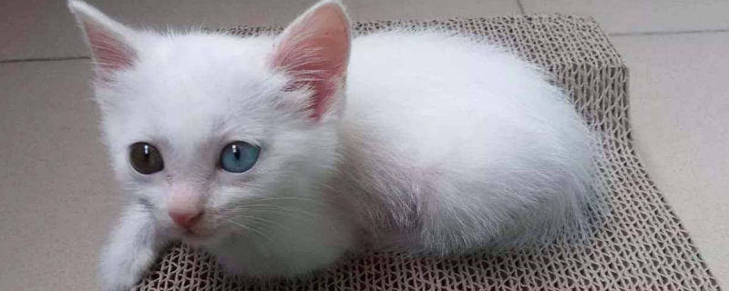 猫细小和猫瘟的区别