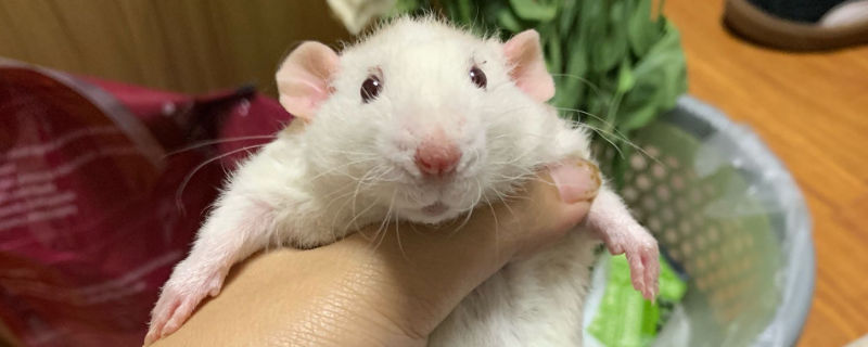 为什么花枝鼠啃食同类