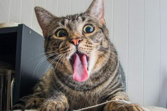 猫薄荷是什么