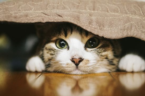 猫摇头原因是什么情况
