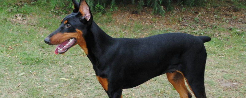 迷你杜宾犬咬人吗