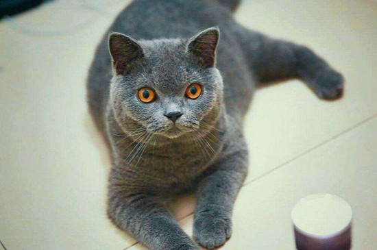 猫睡觉时抽搐怎么回事