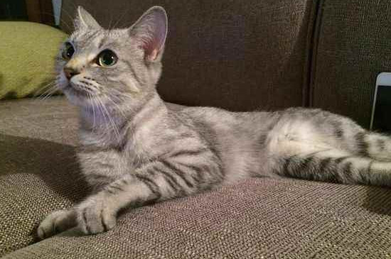 流浪猫带回家注意事项