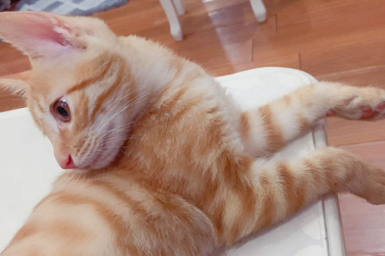 猫咪死了埋葬的禁忌