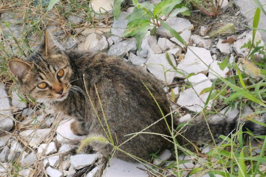 狸花猫和虎斑猫的区别
