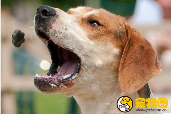 美国猎狐犬是英国猎狐犬的后代，运动量大不适合当宠物