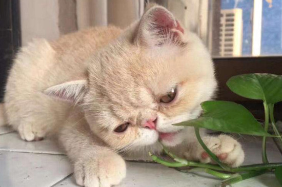 三花加菲猫最贵颜色