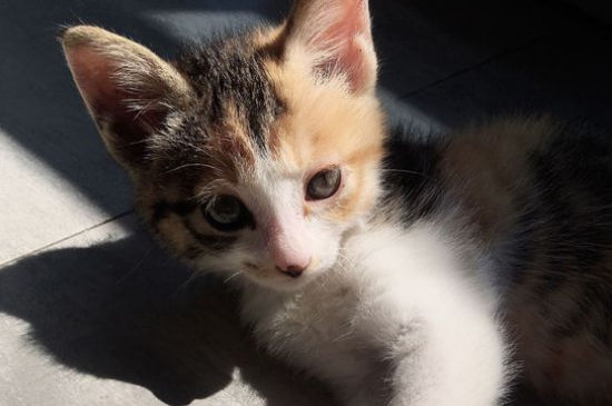 公猫和母猫怎么交配