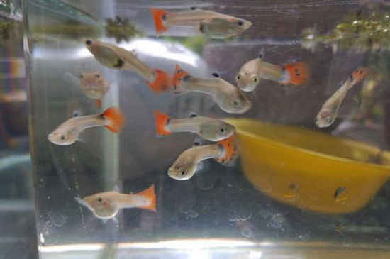 孔雀鱼临产前死亡
