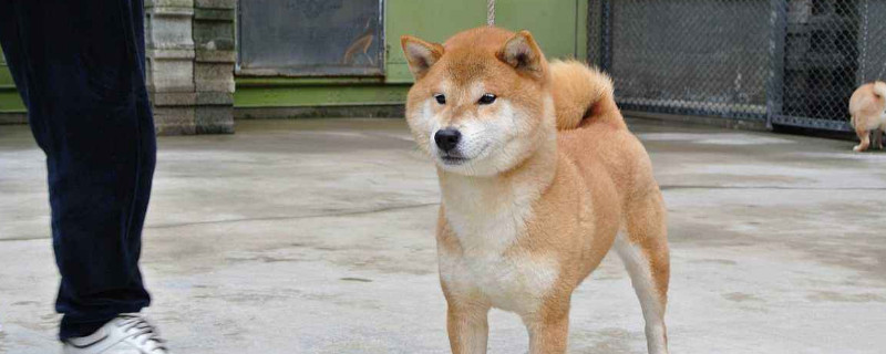 柴犬和秋田犬哪个忠诚