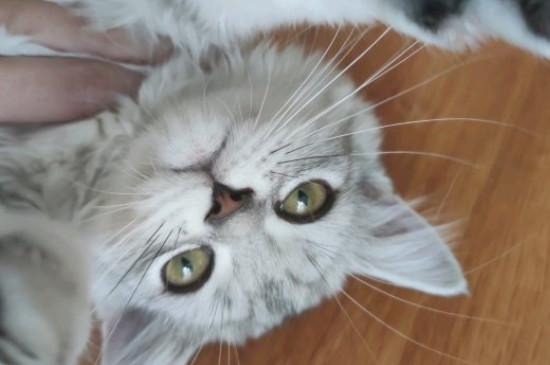 小猫打呼噜怎么回事儿