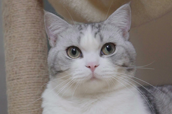 猫咪便血是怎么回事