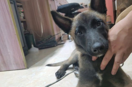 马犬体重有多少斤，马犬标准体重多少