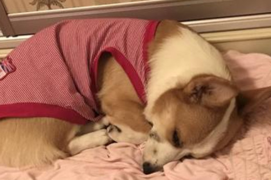 柯基肚子两侧凹进去了