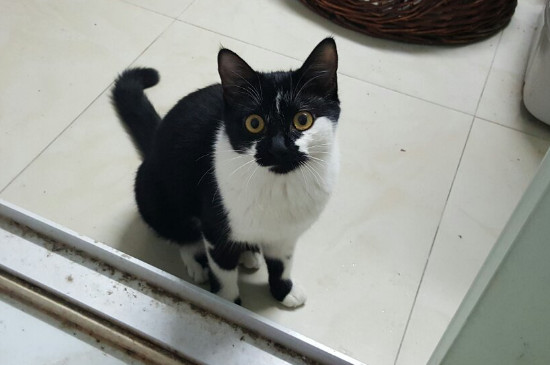猫不喝水怎么办