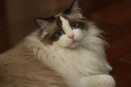 山猫布偶和布偶的区别