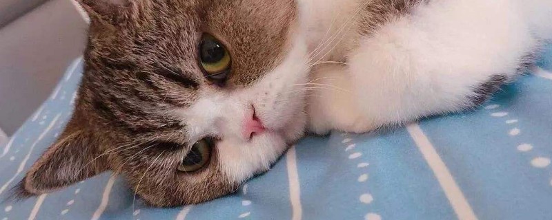 如何帮猫咪清除黑下巴